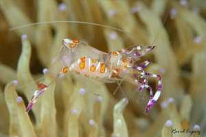 Tiny shrimp on it way by Raoul Caprez 